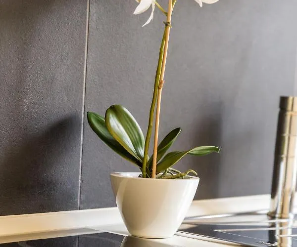 Rona Superior * 奥帕提亚